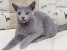 ロシアンブルー【大阪府・男の子・2024年10月10日・ブルー】の写真3