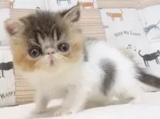 エキゾチックショートヘア【大阪府・女の子・2025年4月25日・キャリコ(三毛)】の写真3