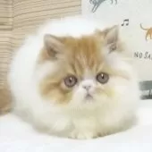 エキゾチックロングヘア【大阪府・女の子・2025年8月24日・レッド&ホワイト】の写真3