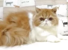 エキゾチックショートヘア【大阪府・女の子・2025年5月3日・レッド&ホワイト】の写真3