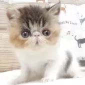 エキゾチックショートヘア【大阪府・女の子・2025年4月25日・キャリコ(三毛)】の写真4