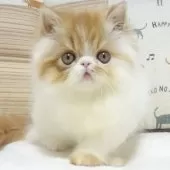 エキゾチックショートヘア【大阪府・女の子・2025年8月24日・レッド&ホワイト】の写真4