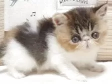 エキゾチックショートヘア【大阪府・女の子・2025年4月25日・キャリコ(三毛)】の写真5