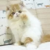 エキゾチックショートヘア【大阪府・女の子・2025年8月24日・レッド&ホワイト】の写真6