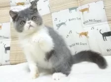 エキゾチックショートヘア【大阪府・男の子・2025年8月24日・ブルー&ホワイト】の写真6