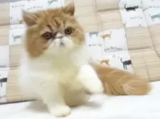 エキゾチックショートヘア【大阪府・女の子・2025年5月3日・レッド&ホワイト】の写真6