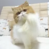 エキゾチックロングヘア【大阪府・女の子・2025年5月3日・レッド&ホワイト】の写真7