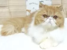 エキゾチックショートヘア【大阪府・女の子・2025年5月3日・レッド&ホワイト】の写真8