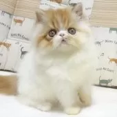 エキゾチックロングヘア【大阪府・女の子・2025年8月24日・レッド&ホワイト】の写真8