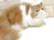 エキゾチックショートヘア【大阪府・女の子・2025年5月3日・レッド&ホワイト】の写真9