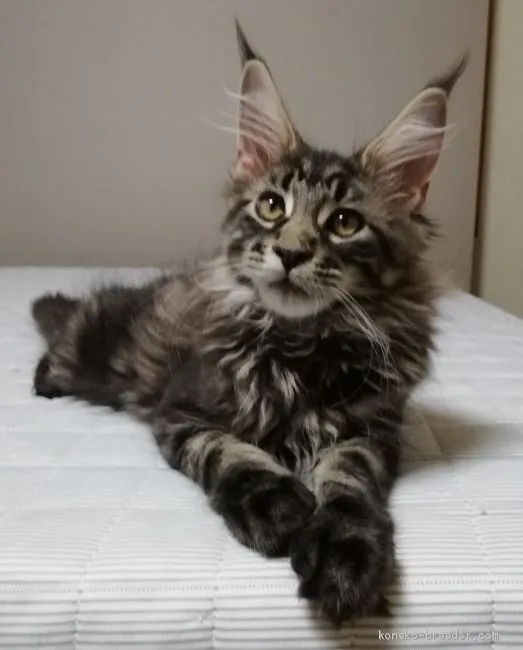 ID:2007-01797の子猫