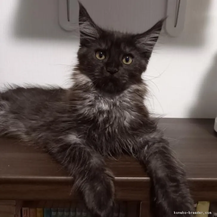 雅 様のお迎えした子猫