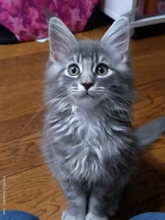 ID：2107-00346の子猫