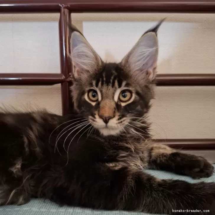 ID:2409-02409の子猫