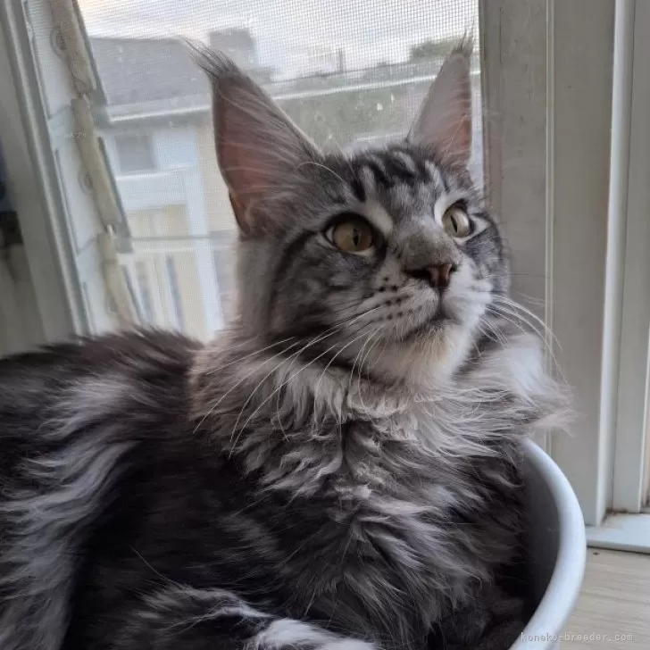 ID:2407-00215の子猫