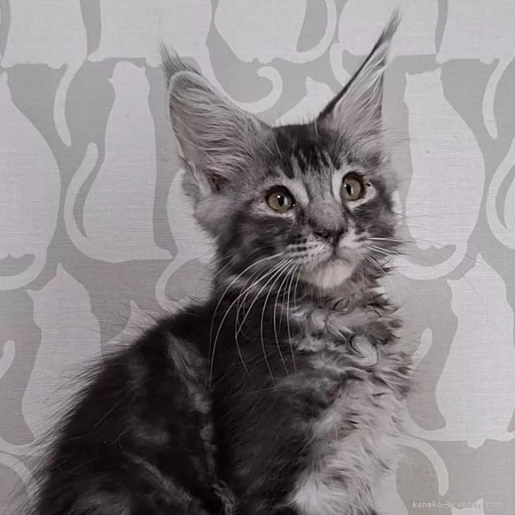 ID:2409-02410の子猫