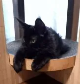 メインクーン【東京都・女の子・2021年5月5日・ブラックソリッド(黒)】の写真2