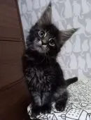 メインクーン【東京都・男の子・2021年5月5日・ブラウンクラシックタビー】の写真2