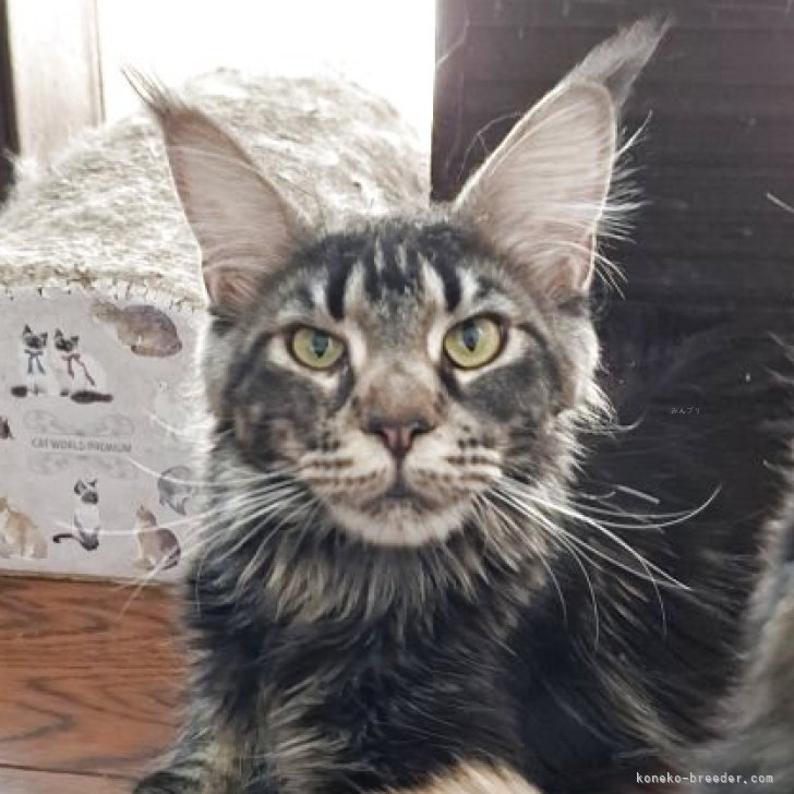 ブリーダー画像