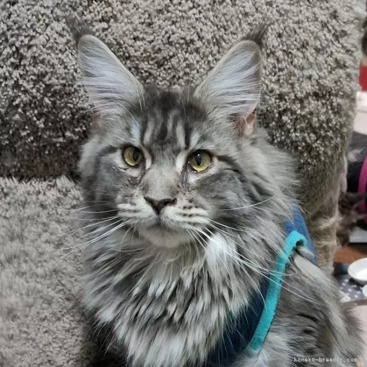 ID：2409-00934の子猫