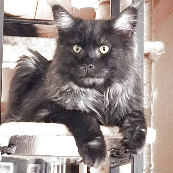 ID：2507-03086の子猫