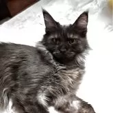 メインクーン【東京都・女の子・2024年8月4日・ブラックスモーク】の写真3