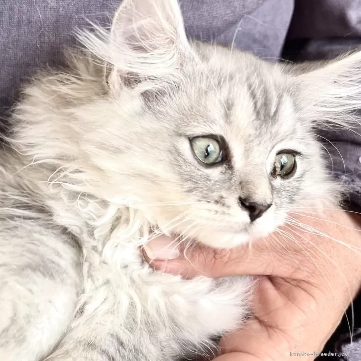 ID：2412-00741の子猫