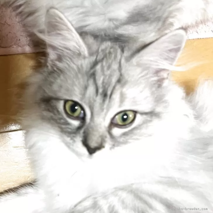 ラガマフィン【埼玉県・男の子・2025年7月1日・シルバータビー】の写真1