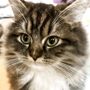 ラガマフィン【埼玉県・男の子・2025年7月1日・ブラウンタビーホワイト（ミディアムorロング）】の写真「なつこくてもふもふです」