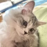 ラガマフィン【埼玉県・女の子・2024年9月27日・ブルータビー】の写真1「食欲旺盛で好奇心の強い子です。人のあとをついてまわる可愛い子です」