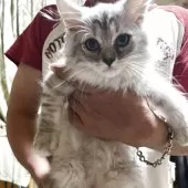 ラガマフィン【埼玉県・男の子・2025年7月1日・シルバータビー】の写真2