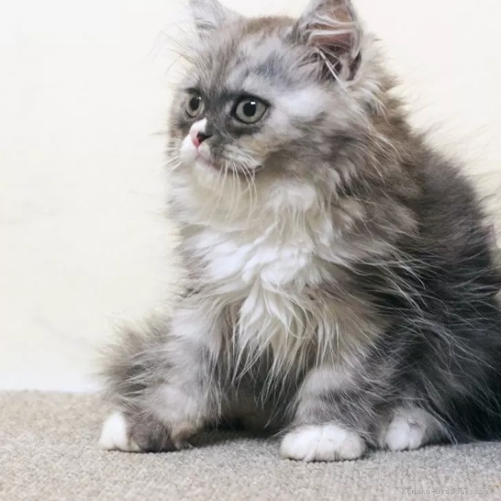 ID：2409-02429の子猫