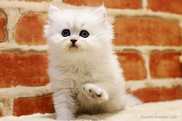 ID:2105-01384の子猫