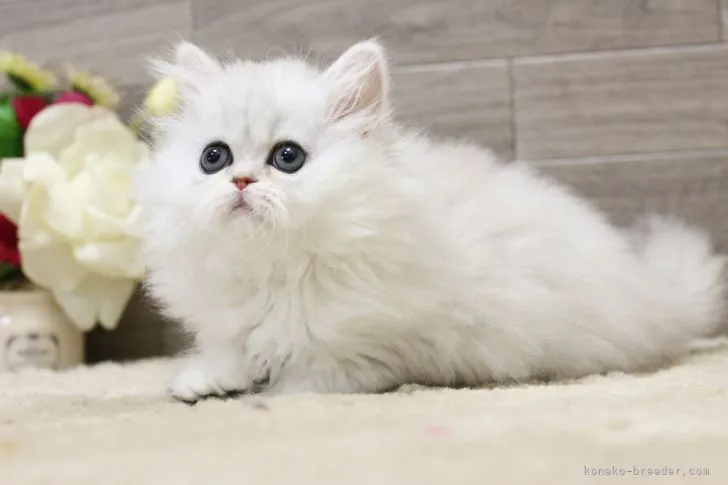 ID:2107-02354の子猫