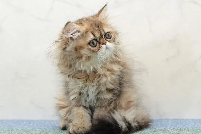 ID:1905-00806の子猫