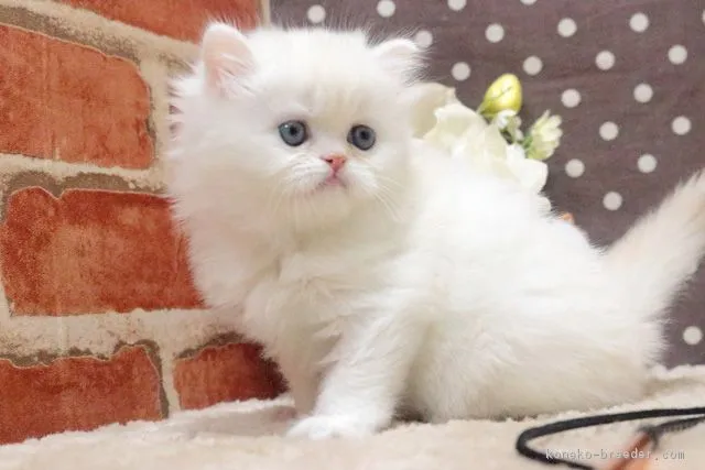 ID：1901-00463の子猫
