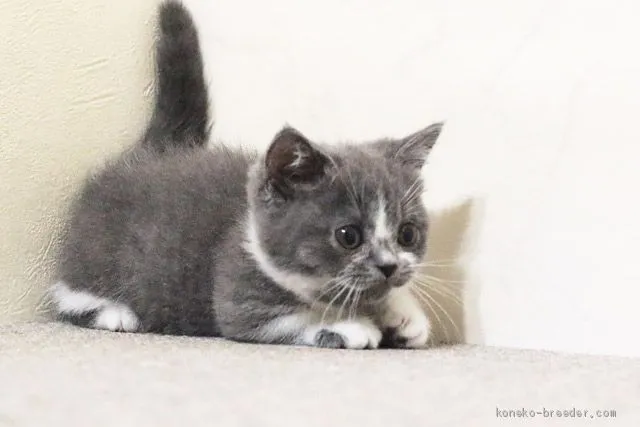 マンチカン(短足)【群馬県・女の子・2020年6月21日・ブルー&amp;ホワイト】の写真1