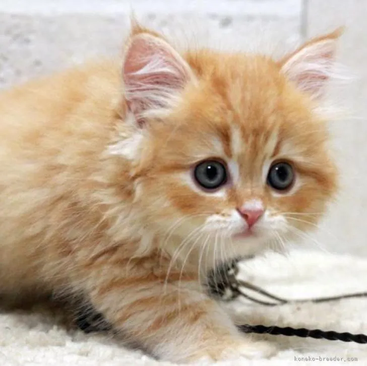 ID：2209-00092の子猫