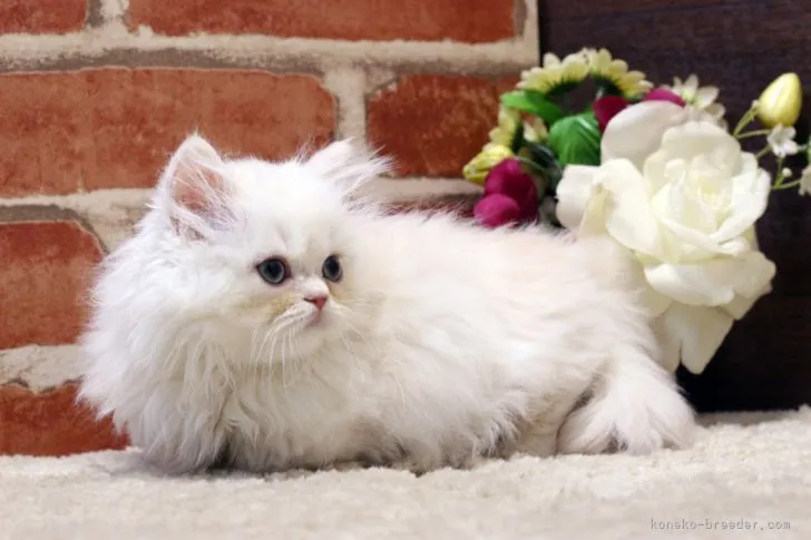 ID：2107-02084の子猫