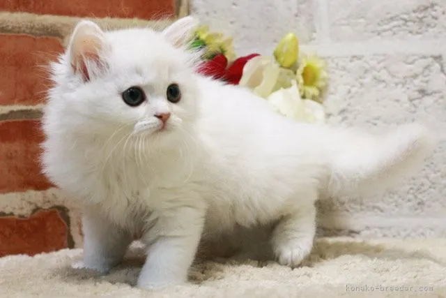 ID:2205-00124の子猫