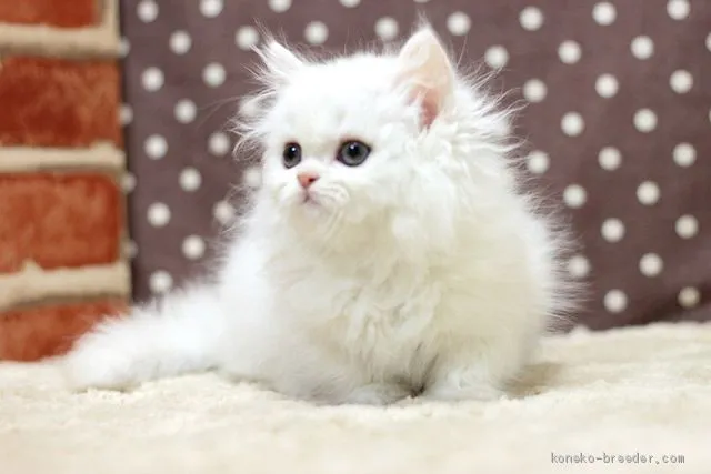 ID：1912-00615の子猫