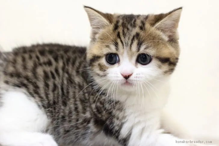 ID：2011-00729の子猫