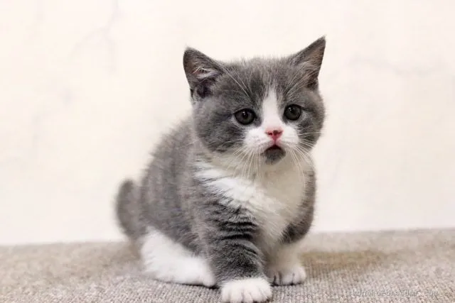 ikuta 様のお迎えした子猫