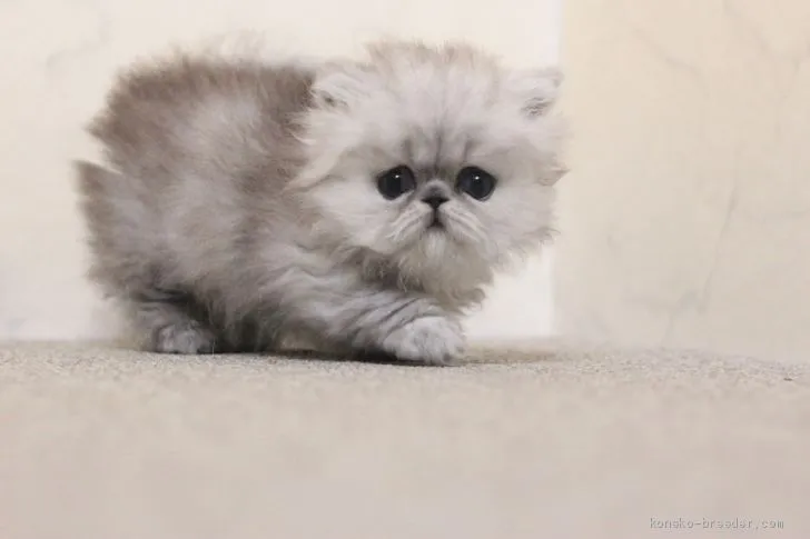 ID：2010-00396の子猫