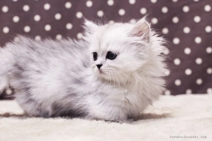 ID：2106-02343の子猫