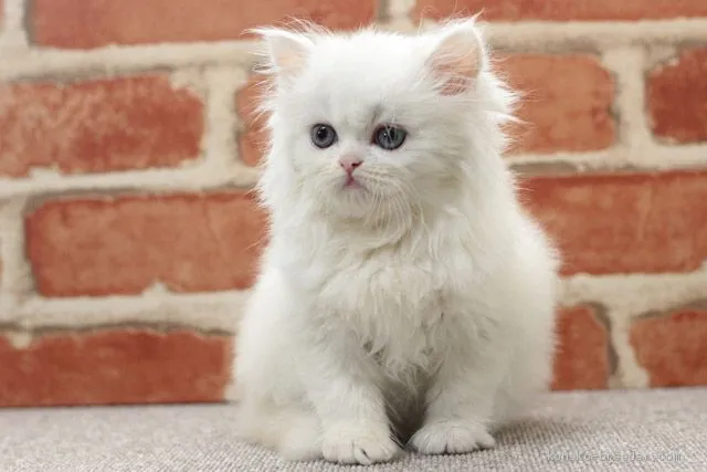 ID：1907-00057の子猫