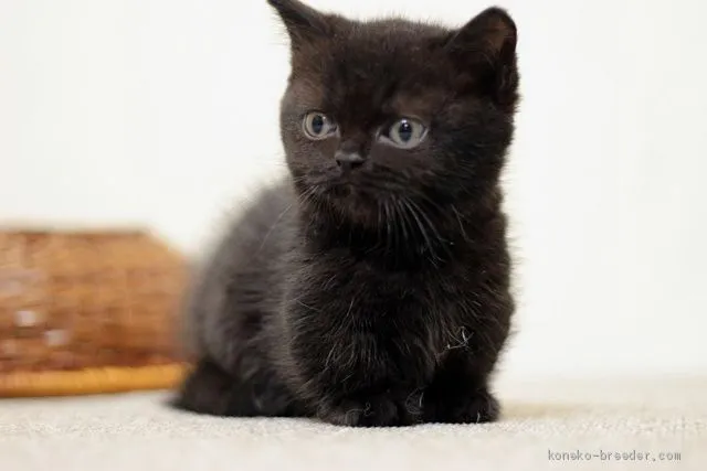 ゆきにゃん 様のお迎えした子猫