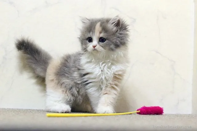 ID:2106-01253の子猫