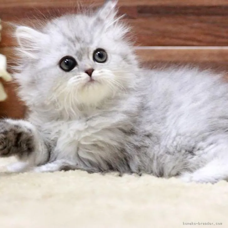 ID：2211-00008の子猫