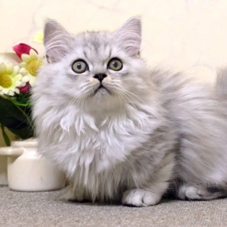 ID：2305-01843の子猫